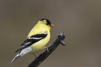 Chardonneret jaune --_E0K1737 --  American Goldfinch