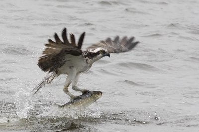 Balbuzard -- _E0K4463 -- Osprey