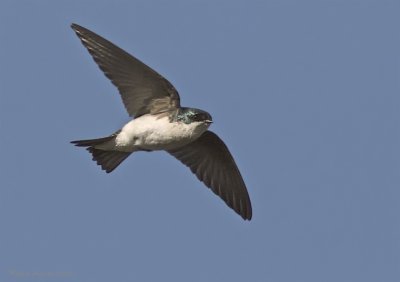 Hirondelle bicolore -- _Z0U2960 -- Tree Swallow 