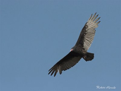 Urubu  tte rouge - _MG_8341 - Turkey Vulture