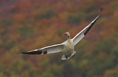 Oie blanche -- _Z0U2293 -- Snow Goose