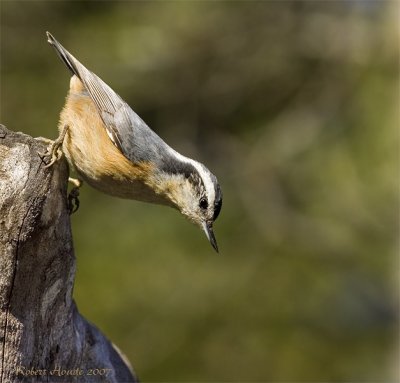 Sittelle à poitrine rousse // Red-breasted Nuthatch