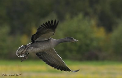 Oie blanche forme sombre -- _Z0U2689 -- Snow Goose dark morph