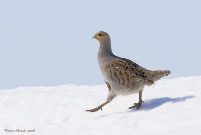 Perdrix grise -- _E0K2397 -- Gray Partridge