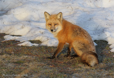 Renard roux -- _E0K3560 -- Red Fox