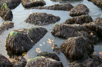 Tidal rocks