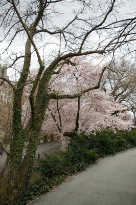 Cherry Tree