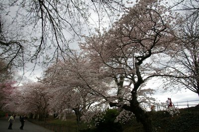 Cherry Tree