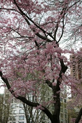 Cherry Tree