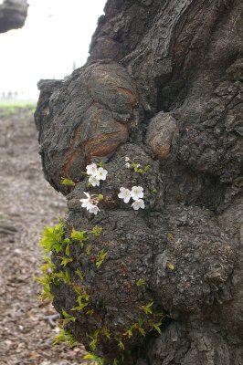 Cherry Blossoms