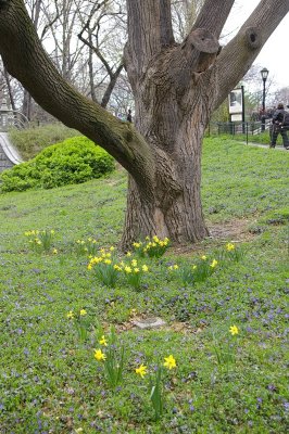 Daffodil