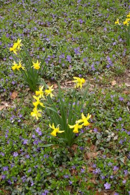 Daffodil