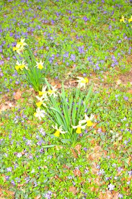 Daffodil