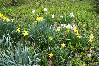Daffodil