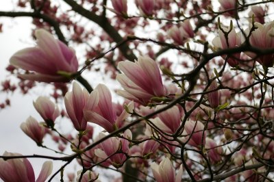 Dogwood