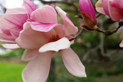 Dogwood