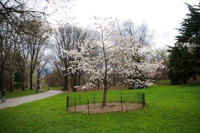 Cherry Tree