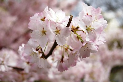 Cherry Blossoms