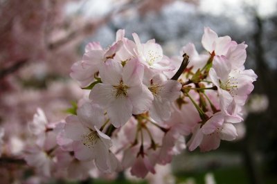Cherry Blossoms