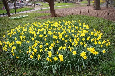 Daffodil
