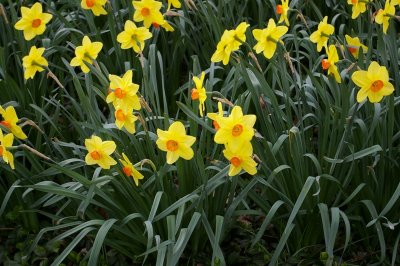 Daffodil