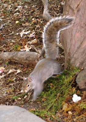 Grey Squirrel