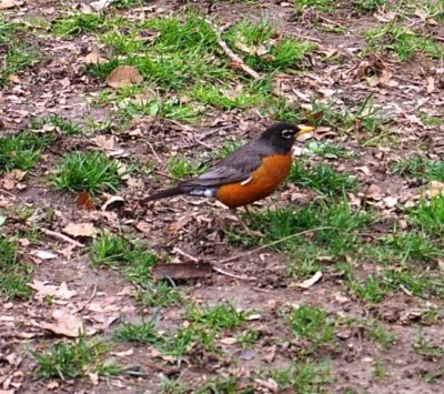 Robin