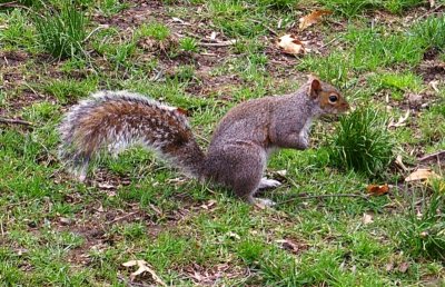 Grey Squirrel
