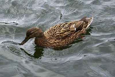 Mallard Duck