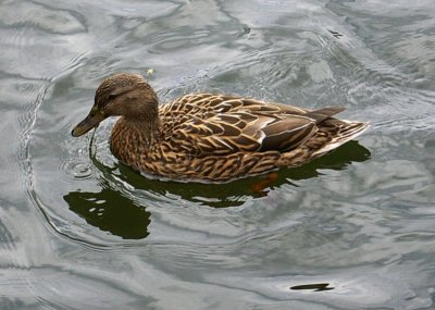 Mallard Duck