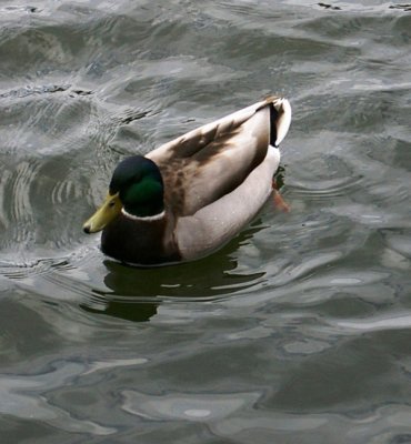 Mallard Drake