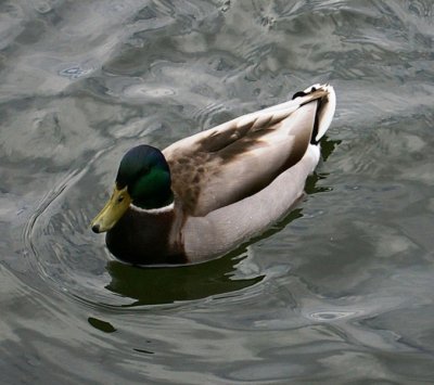 Mallard Drake