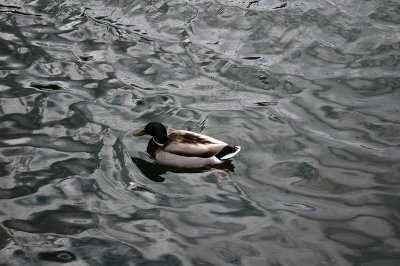 Mallard Drake