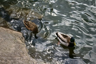 Mallard pair