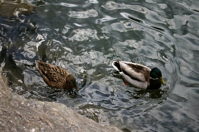 Mallard pair