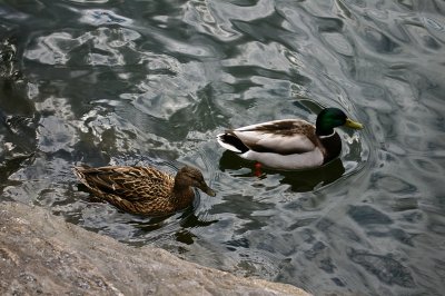 Mallard pair