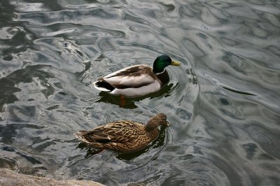 Mallard pair