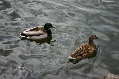 mallard pair