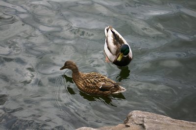 mallard pair