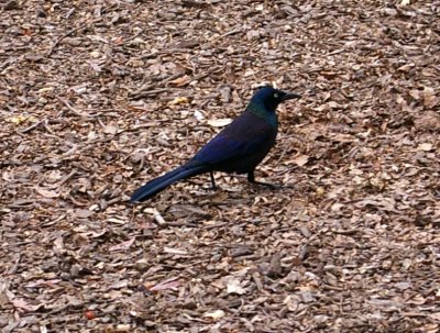 Grackle