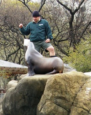 Sea Lion