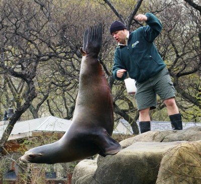 Sea Lion