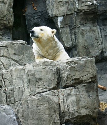 Polar bear