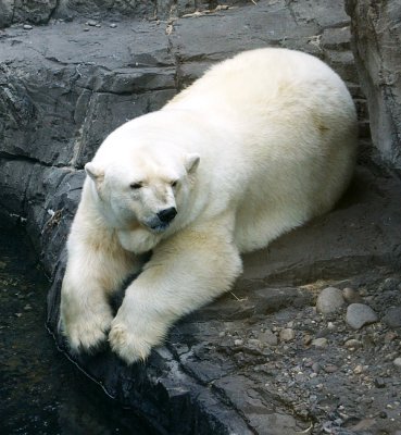 Polar bear