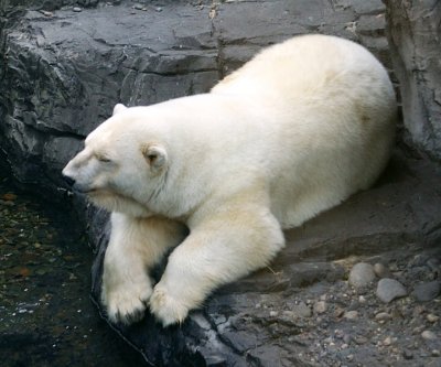 Polar bear