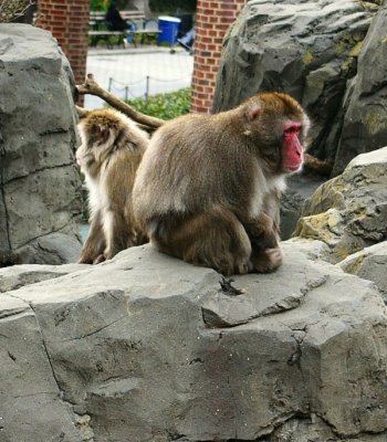 Snow monkey