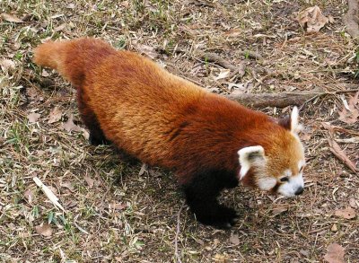 Red Panda