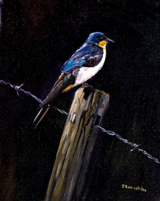 Swallow-oil