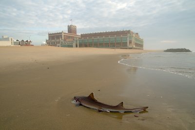Dead Shark On The Beach