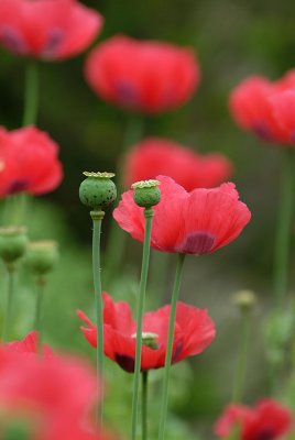 Red poppy 2.jpg